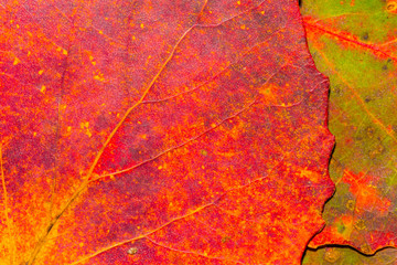 abstraction from autumn leaves