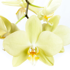 Obraz na płótnie Canvas Gelbe Orchidee