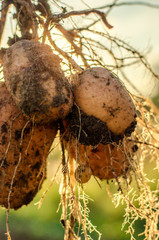 A bush of young fresh potatoes on the background of the sun in the field