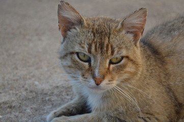 Naklejka premium Brown striped cat