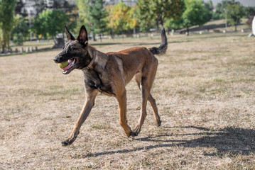 Belgian Shepherd Running Through the Grass. Selective focus
