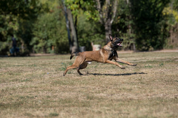 Belgian Shepherd Running Through the Grass. Selective focus