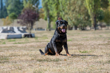 Purebred Rottweiler dog outdoors in the nature on a summer day. Selective focus on dog