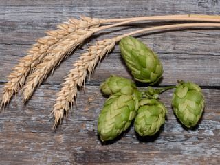 Beer brewing ingredients Hop cones in wooden board and wheat ears on dark wooden background. Beer brewery concept