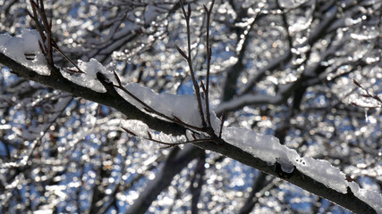 Inverno in montagna, neve e ghiaccio nel bosco
