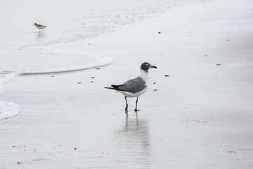 Sea Gull on the beach