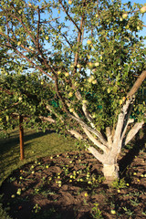 Whitewashed old apple tree and fallen apples in the August garden