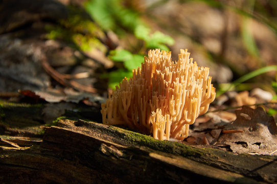 clavaria looking like deer horns on old log