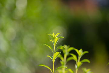 Stevia plant, healthy sweetener and natural substitute of sugar. Selective focus on young lush...