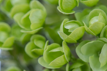 Close Up of Chinese Snowball Flower Buds