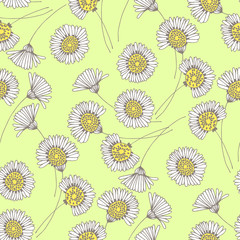 Seamless pattern with blossoming chamomile flowers on green background. Vector illustration.