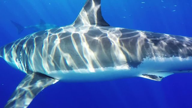 Great white shark in deep ocean, POV