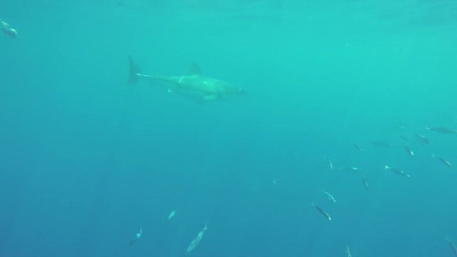 Great white shark ignores bait on lure