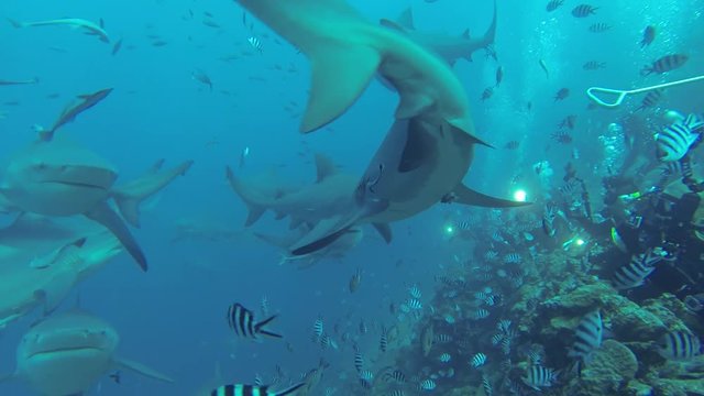 Sharks swim by garbage bin of bait, underwater POV