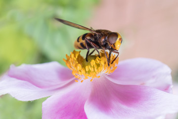 Hornet mimic insect, volucella zonaria on a pink flower, japanses anemone, collecting pollen