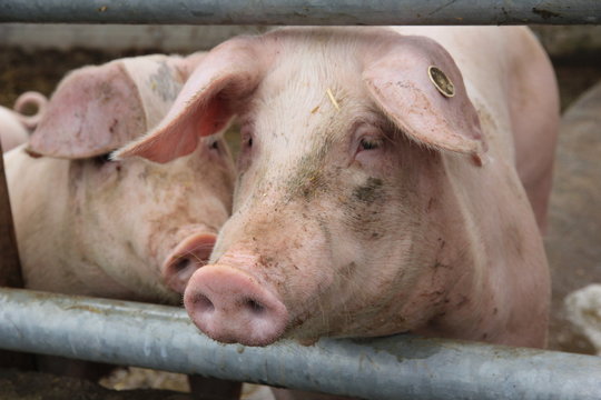Schweine aus biologischer Landwirtschaft