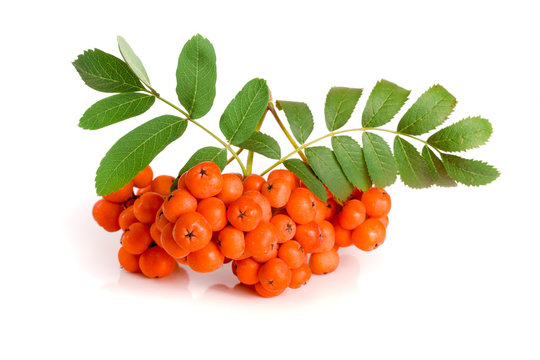 Orange rowan with leaf isolated on white background