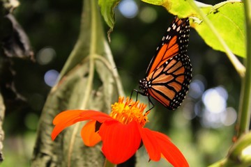 butterfly