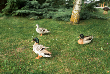 ducks family resting on green grass near picturesque lake