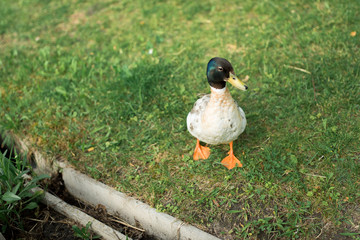 duck resting on green grass in the yard