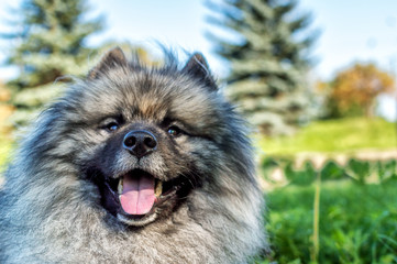 dog of breed of Keeshond (the German wolfspitz) on the street in summer sunny day. Portraits of a dog