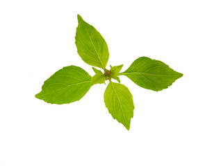Naklejka na ściany i meble Basil isolated on white. Basil leaf. Fresh basil leaves.