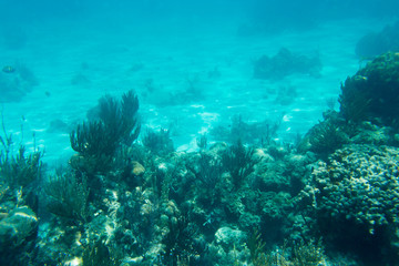 Underwater photography of the Caribbean Sea. Corals and fish