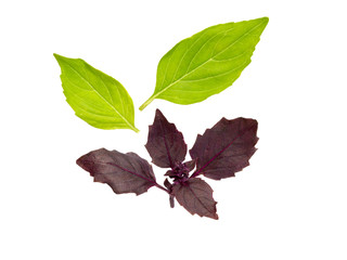 Basil isolated on white. Basil leaf. Fresh basil leaves.