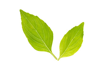 Fototapeta premium Basil isolated on white. Basil leaf. Fresh basil leaves.