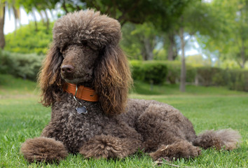 Portrait of a standard poodle laying in grass - Stock photo - obrazy, fototapety, plakaty