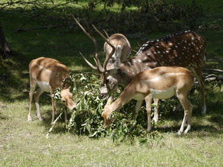 aksis czytal © barbara