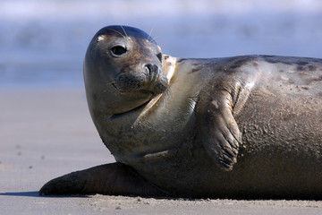 Gelassenheit: Robbe auf Helgoland