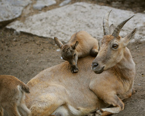 Fototapeta premium mountain goat family 