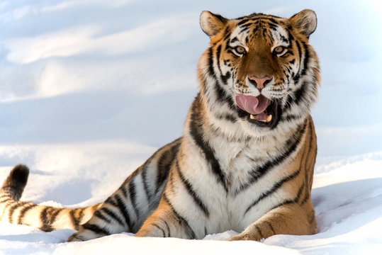 Fototapeta Winter Tiger 