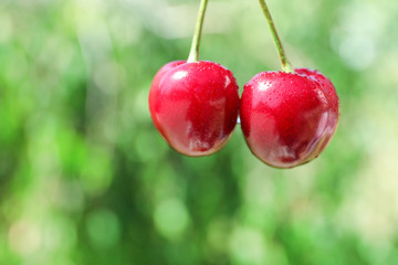 Tasty ripe cherries outdoors