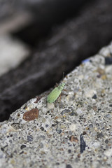 Green Bug
