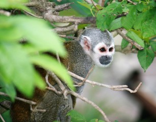 Squirrel Monkey in foliage