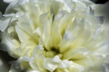 Petals of White Flower