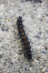 Caterpillar