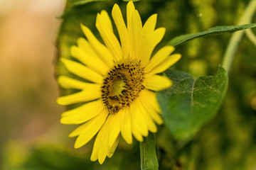 Sonnenblumen