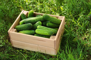 Wooden crate with fresh cucumbers on grass