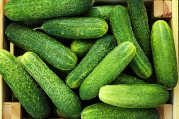 Fresh cucumbers in crate, close up