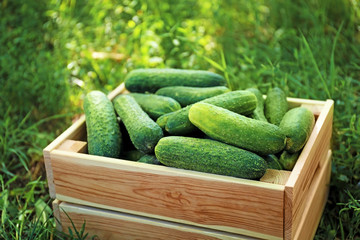 Wooden crate with fresh cucumbers on grass