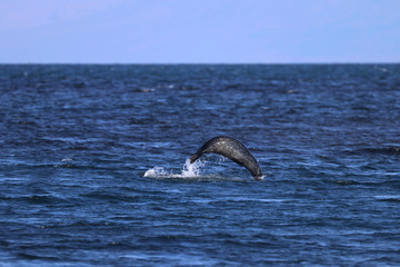 Obraz premium Iceland