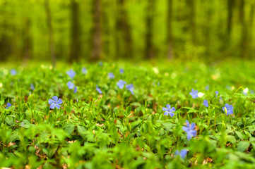Periwinkle flower in the forest in the sunny day. Vinca minor, lesser periwinkle or dwarf periwinkle. Fabulous green forest with blue and white flowers. Beautiful summer forest landscape.