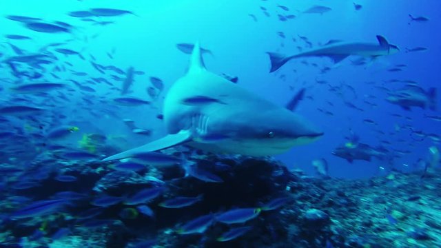 Divers watch sharks and fish in Fiji, POV