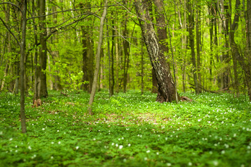 Anemone nemorosa flower in the forest in the sunny day. Wood anemone, windflower, thimbleweed. Fabulous green forest with blue and white flowers. Beautiful summer forest landscape.