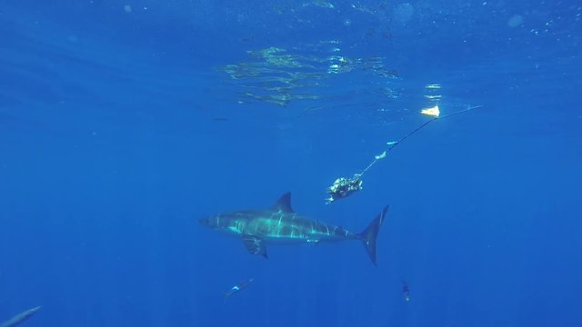 Underwater, great white shark attempts to bite bait