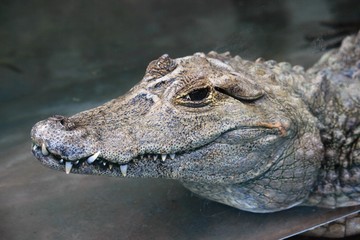 Obraz premium Caiman