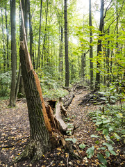 Long fallen tree broken log in early autumn forest